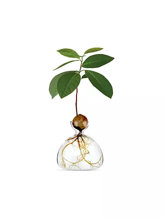 ILEX STUDIOS | Avocado Vase Clear | transparent