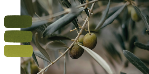 Nahaufnahme einer grünen Olive, die an einem Zweig mit langen, schlanken Blättern wächst. Auf der linken Seite zeigen drei grüne Farbfelder unterschiedliche Oliventöne, die die natürlichen Schattierungen des Bildes widerspiegeln.
