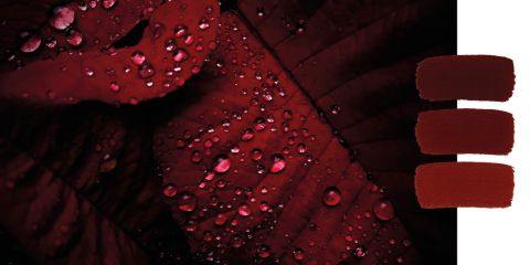 Nahaufnahme eines tiefroten Blattes, das mit Wassertropfen bedeckt ist. Auf der rechten Seite sind vertikal drei Farbfelder in verschiedenen Schattierungen von Dunkelrot abgebildet, die vor einem weißen Hintergrund stehen.