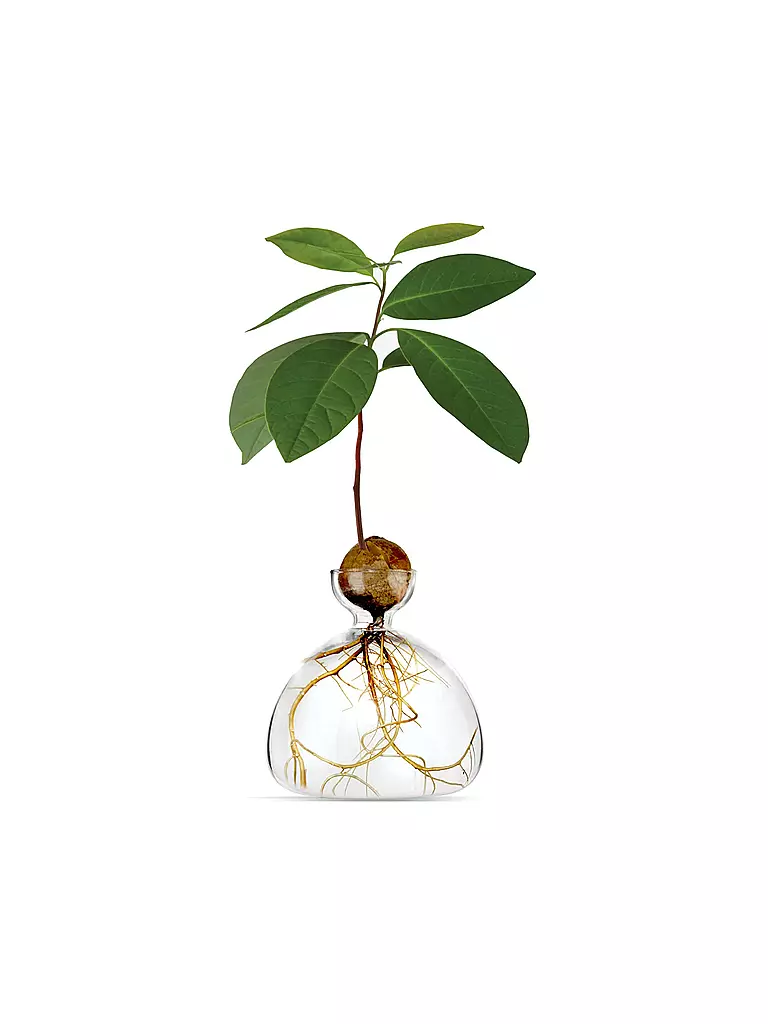 ILEX STUDIOS | Avocado Vase Clear | transparent